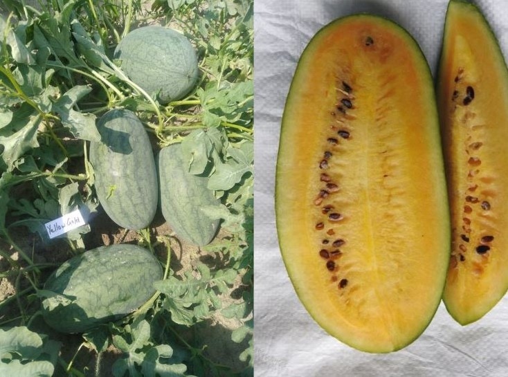 Bayer_Seminis Yellow Gold Watermelon