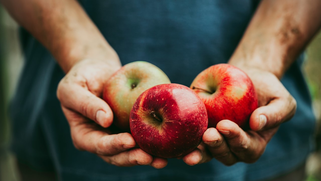 Hands_holding_apples